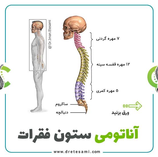 ستون فقرات
