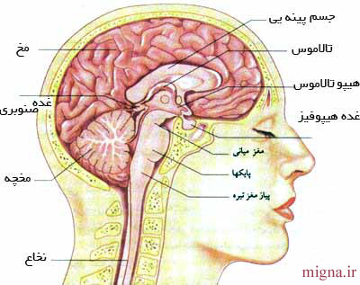 آسیب های گردن