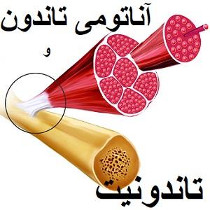 مفاصل