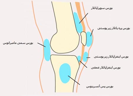 مفاصل