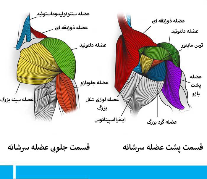 کمربند شانه